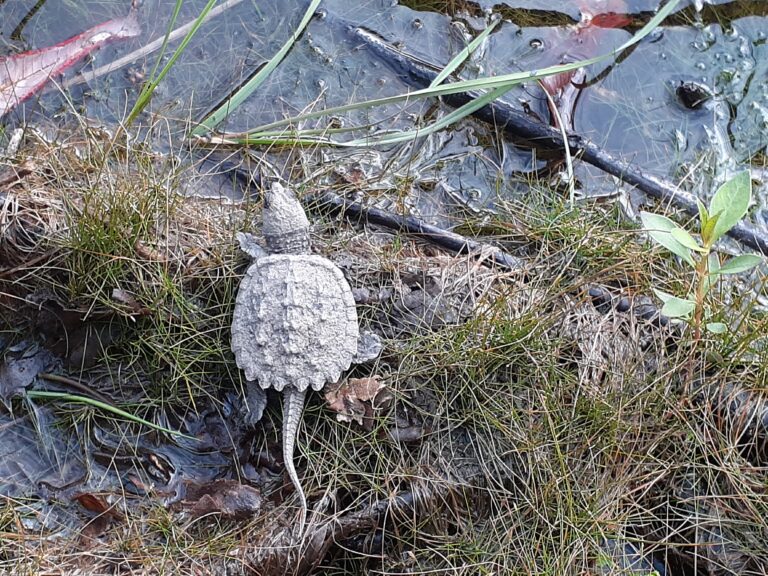 ‘Be alert’: Turtle nests are starting to hatch