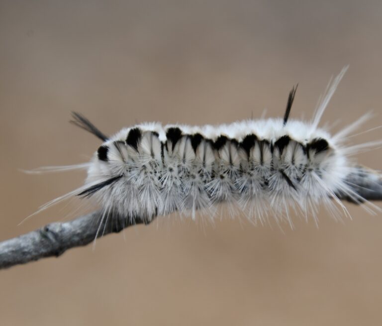 Renfrew County warning about venomous caterpillar