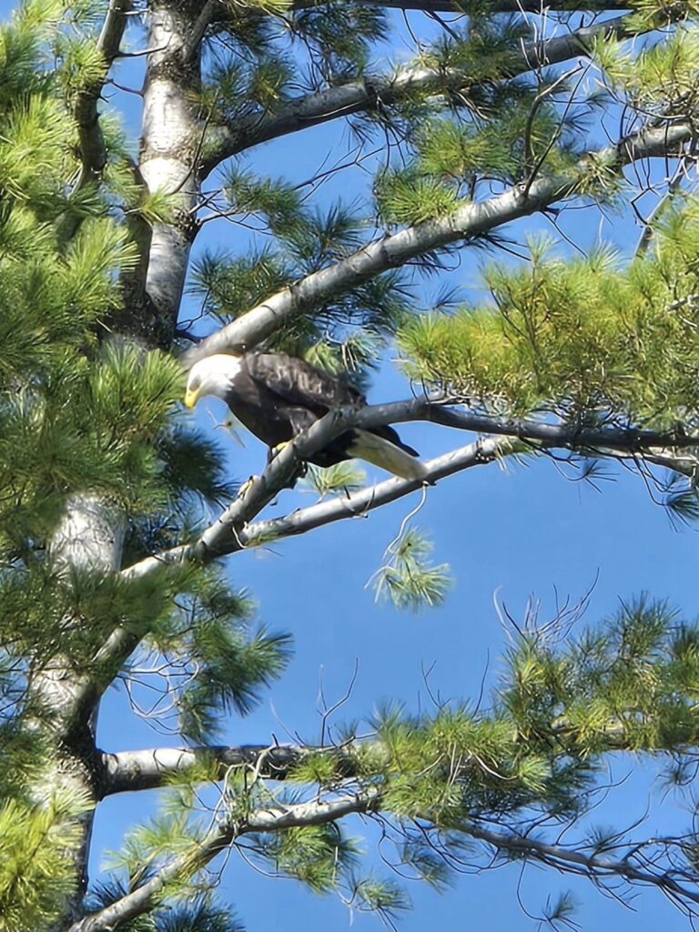 Social media users share photos as more bald eagles are spotted in the area