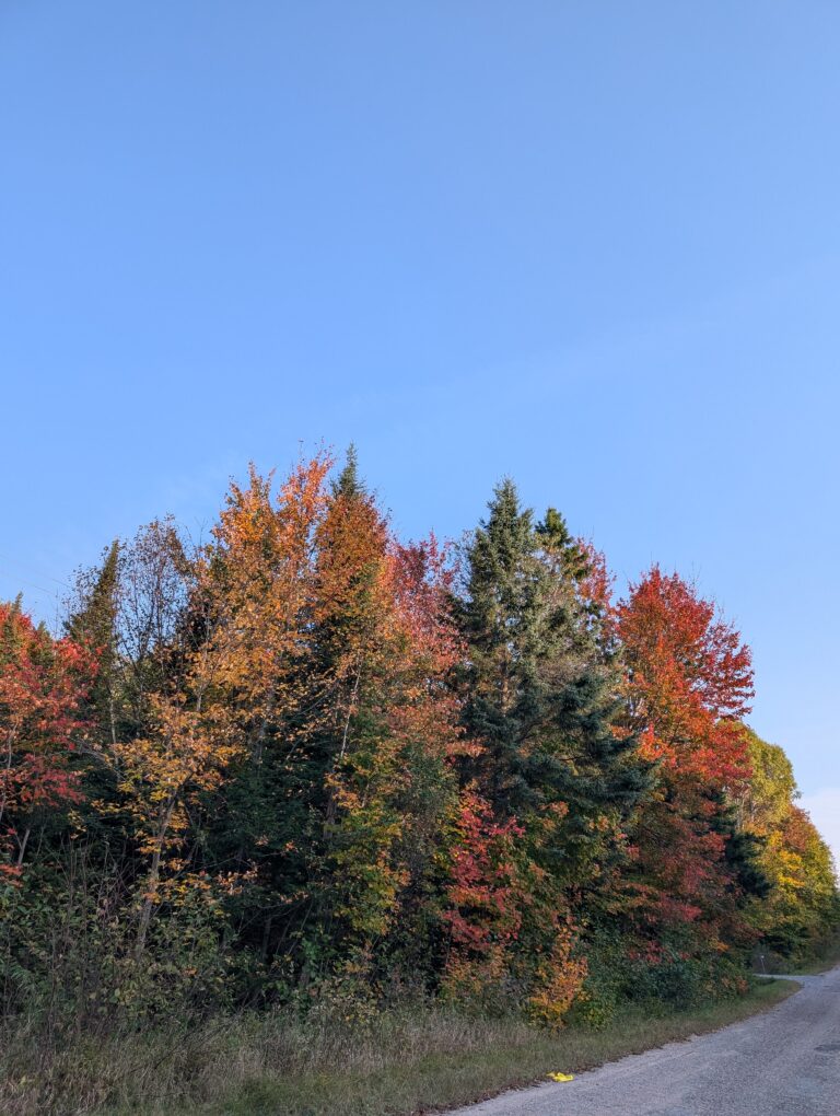 The best time to see colour in Algonquin Park is right now 