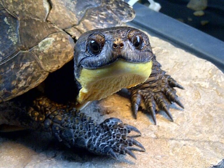 New raffle aims to raise turtle conservation awareness 