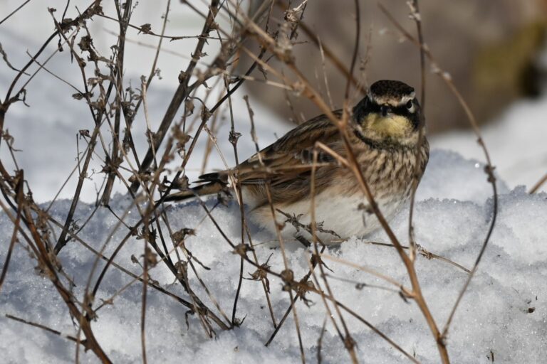 Nature club takes part in bird count tradition, horned larks, eagles spotted