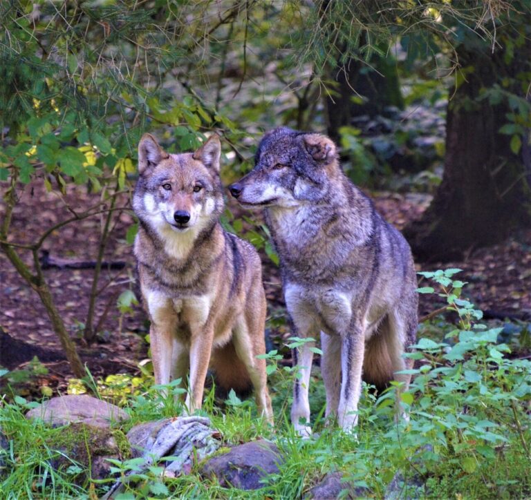 Mating season for wolves and coyotes means they may be more visible 