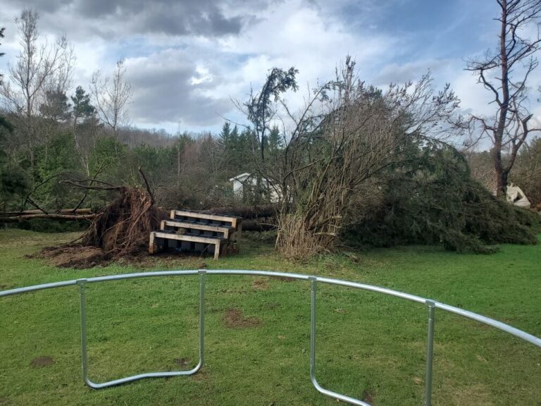 “Probably a 100 trees pushed flat” as wind event impacts Birds Creek near Bancroft