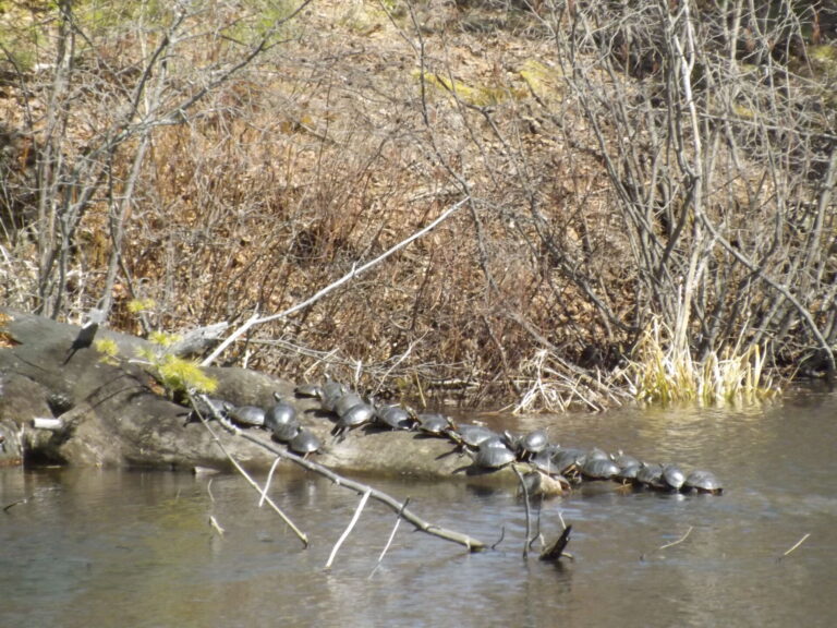 Watch the roads as ‘solar-powered’ turtles come out of hibernation