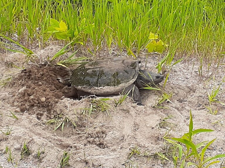 On the Road Again: Turtle nesting season has begun — here’s how you can help